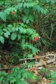 Liane vermifuge. Quisqualis indica. Asie. Combretaceae